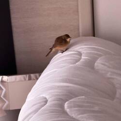 Was hat sich denn da bei uns verirrt? 🐦‍⬛