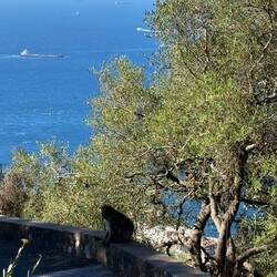 Viele Berberaffen...