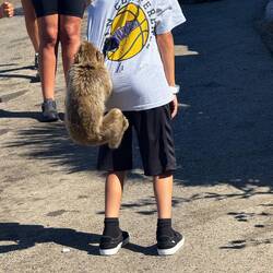 Vorwitzige junge Affen! 🙈