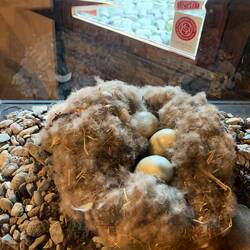 Nest der Eiderenten, teuerste Daunenfedern der Welt