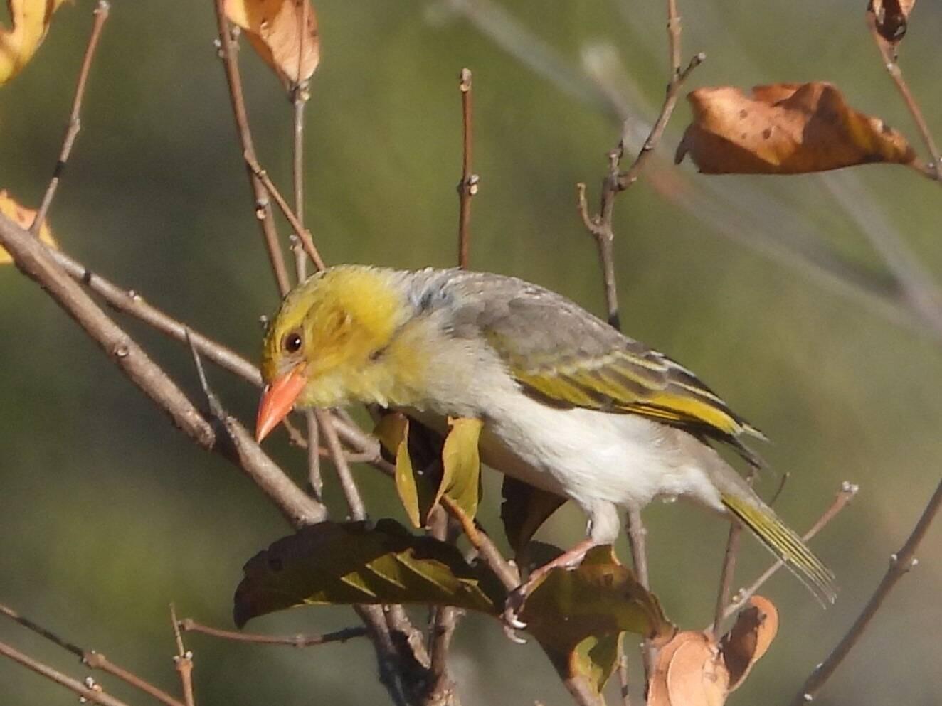 Red-headed Weaver female