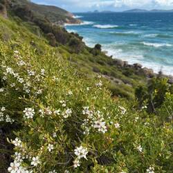 The white flowers of the coast tea tree shrub