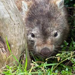 Wombat! So wonderfully cute they make your eyes hurt!