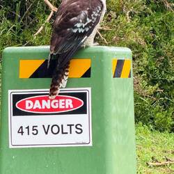 Kookaburra living dangerously