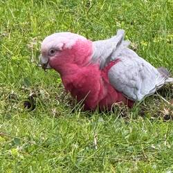 A lovely Galah