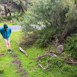 Encounter with our resident wombat