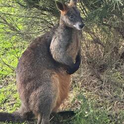 Wallaby or Kangaroo?