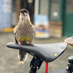A Red wattlebird (very cheeky it was)