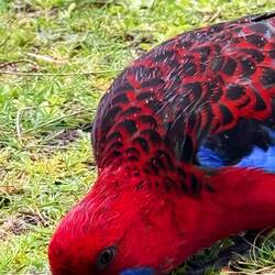 Curious and friendly, Crimson Rosellas flitted around the cabin