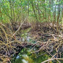 Mangroven, Isla Colón
