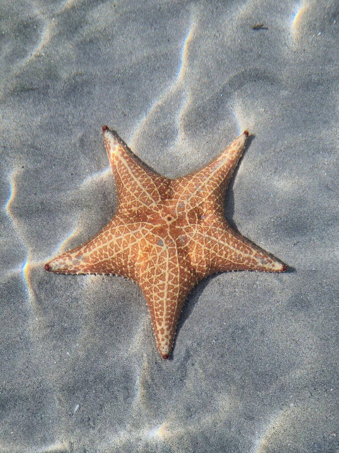 Kissenseestern, Playa Estrella, Isla Colón