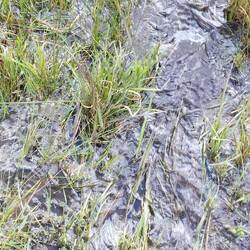 Ce qui ressemble à un sentier