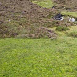 Du vert presque fluo