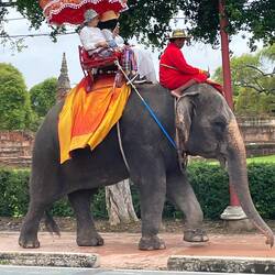 Elephant doesn't seem happy