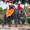Elephant doesn't seem happy