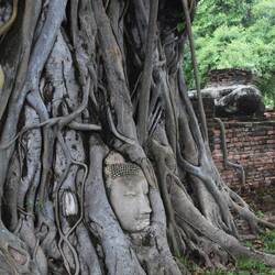Buddha head was caught up in roots and tree grew around it