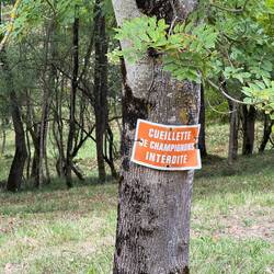 No hunting mushrooms here