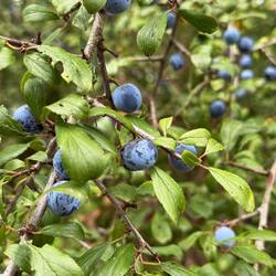 Blackthorn