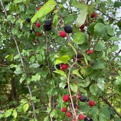 Blackberries