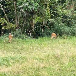 Roe deer