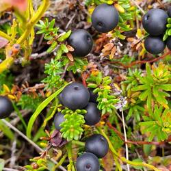 Welche Beeren sind das eigentlich?