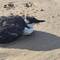 Black guillemot