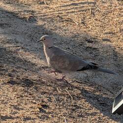 Hilft beim Abendessen vorbereiten mit