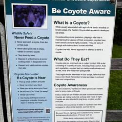 We did not see any but Andrew saw a skunk