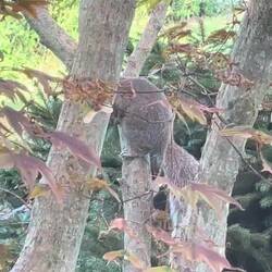 Out our lounge room window