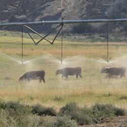 Cows getting washed up