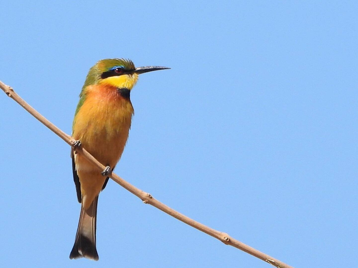 Little Bee-eater