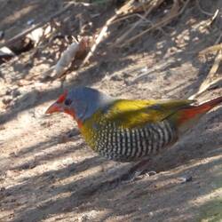 Green-winged Pytilia
