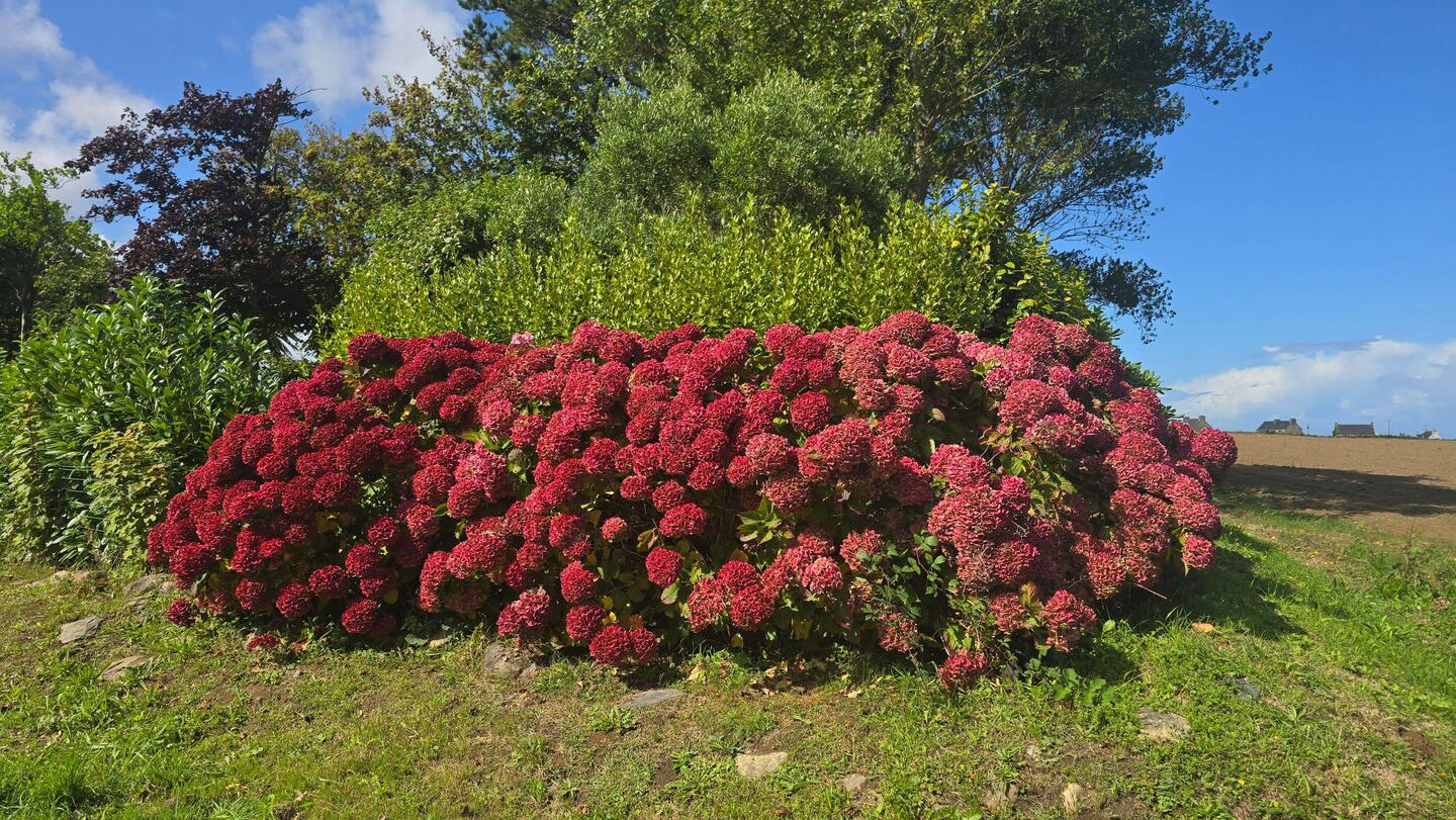 Beispielhaft für die unzähligen großen Hortensienbüsche an jeder Ecke.