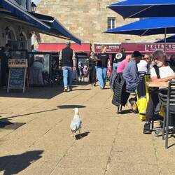 Mutige Möwe, sie lief auf dem Gehweg wie ein Hund umher. 😅