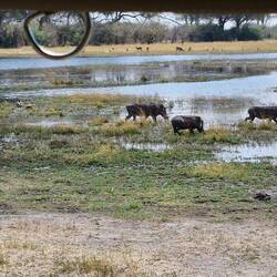 Warzenschweine in der Lechwe Ebene