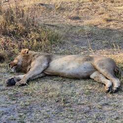 Vollgefressenen Löwen gefunden. Später erwischten wir sie sogar noch beim Fressen.