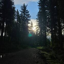 Darum heisst er wohl Schwarzwald
