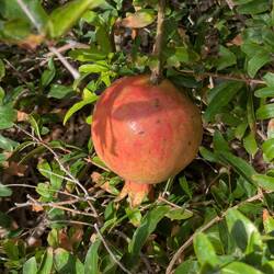 Granatapfel