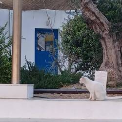 Even the cats are whitewashed - photo courtesy of Cathy!