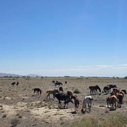 Steppe horses