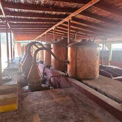 Pisco Herstellung, Taubenschnaps