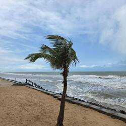 Büsschen Wind am Strand