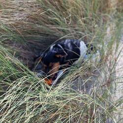 Da ist einer ganz erschöpft vom Ballspielen und muss sich erstmal in den Dünen ausruhen!