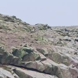 Humboldt Pinguin