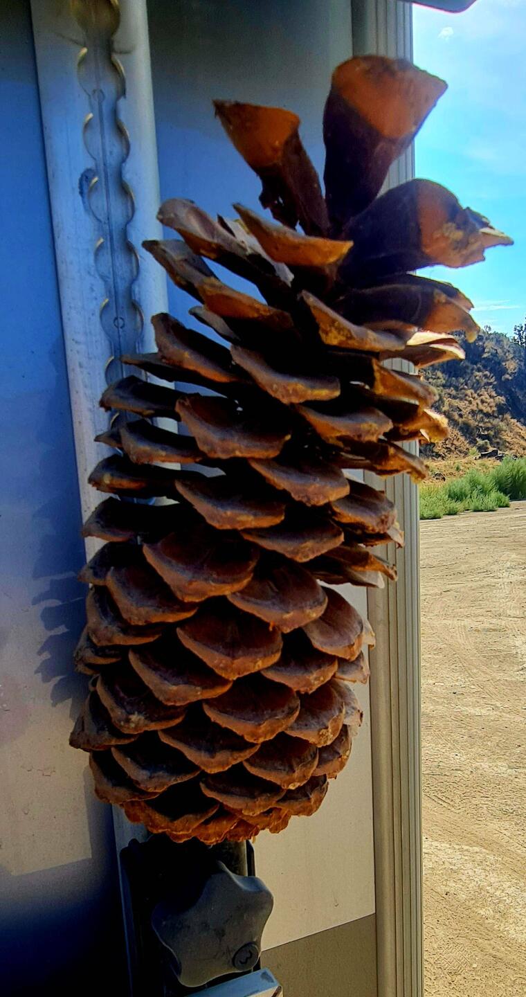 Ein Giganto Tannenzapfen. Noch nie ein so grosses Teil gesehen🤔