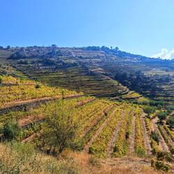 Vineyard view. There seemed to be a deeper red color in the vines, not fully picked up by the photo.