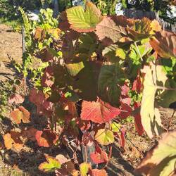 Close up of the red fall colors in the vines