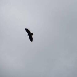 Einen Adler haben wir auch beobachten können