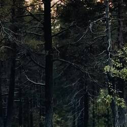 Edit: Es könnte ein Auerhahn sein (???)