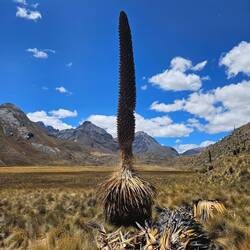 Puya de Raimondi, wächst nur ab 4.000 Höhenmeter